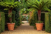 EAST RUSTON OLD VICARAGE GARDEN, NORFOLK: GRAVEL DRIVE, TREE FERNS IN CONTAINERS, ORNATE GATE, DICKSONIA ANTARCTICA
