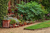 EAST RUSTON OLD VICARAGE GARDEN, NORFOLK: AUGUST, GLASSHOUSE GARDEN, LAWN, GRAVEL, COLLECTION OF SUCCULENTS IN TERRACOTTA CONTAINERS