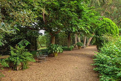 EAST_RUSTON_OLD_VICARAGE_GARDEN_NORFOLK_GRAVEL_PATH_EUCALYPTUS_HOSTAS_IN_CONTAINERS_SEATING_AREAS_GR