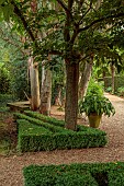 EAST RUSTON OLD VICARAGE GARDEN, NORFOLK: GRAVEL PATH, EUCALYPTUS, HOSTAS IN CONTAINERS, SEATING AREAS, GREEN GARDEN, CLIPPED BOX HEDGES, HEDGING