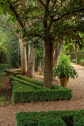 EAST_RUSTON_OLD_VICARAGE_GARDEN_NORFOLK_GRAVEL_PATH_EUCALYPTUS_HOSTAS_IN_CONTAINERS_SEATING_AREAS_GR