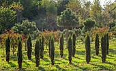 NEW WOOD TREES, DEVON: ROWS OF TAXUS BACCATA ROBUSTA AND BEHIND IS PINUS NIGRA, SEPTEMBER
