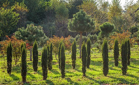 NEW_WOOD_TREES_DEVON_ROWS_OF_TAXUS_BACCATA_ROBUSTA_AND_BEHIND_IS_PINUS_NIGRA_SEPTEMBER