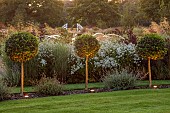 GRANTLEY HALL, YORKSHIRE: LOLLIPOP TOPIARY IN LAWN, BORDER WITH ASTERS, FOUNTAIN BEHIND