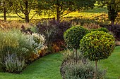 GRANTLEY HALL, YORKSHIRE: LAWN, CLIPPED TOPIARY LOLLIPOPS, BORDERS, ASTER ERICOIDES, SYMPHYOTRICHUM ERICOIDES, WHITE FLOWERS, SEPTEMBER, PERENNIALS