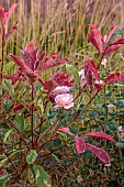 GRANTLEY HALL, YORKSHIRE: PLANT COMBINATION, ASSOCIATION, PHOTINIA RED ROBIN, ROSA QUEEN OF SWEDEN