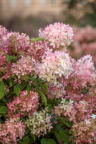 GRANTLEY_HALL_YORKSHIRE_PINK_CREAM_FLOWERS_OF_HYDRANGEA_WIMS_RED_SHRUBS
