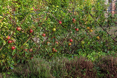 THE_NEWT_IN_SOMERSET_APPLES_TRAINED_IN_THE_WALLED_GARDEN_MALUS_DOMESTICA_SANDRINGHAM_FRUIT_AUTUMN_OC
