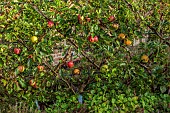 THE NEWT IN SOMERSET: APPLES TRAINED IN THE WALLED GARDEN, MALUS DOMESTICA SANDRINGHAM, FRUIT, AUTUMN, OCTOBER, FALL, EDIBLES