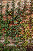 THE NEWT IN SOMERSET: ESPALIERED APPLES TRAINED AGAINST THE WALL IN THE WALLED GARDEN, MALUS DOMESTICA, FRUIT, AUTUMN, OCTOBER, FALL, EDIBLES