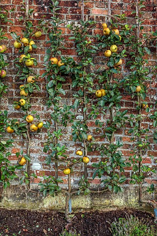THE_NEWT_IN_SOMERSET_APPLES_TRAINED_IN_THE_WALLED_GARDEN_MALUS_DOMESTICA_REINETTE_GRISE_DU_CANADA_FR