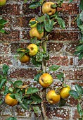 THE NEWT IN SOMERSET: APPLES TRAINED IN THE WALLED GARDEN, MALUS DOMESTICA REINETTE GRISE DU CANADA, FRUIT, AUTUMN, OCTOBER, FALL, EDIBLES