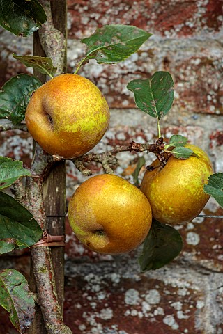 THE_NEWT_IN_SOMERSET_APPLES_TRAINED_IN_THE_WALLED_GARDEN_MALUS_DOMESTICA_REINETTE_GRISE_DU_CANADA_FR