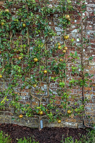 THE_NEWT_IN_SOMERSET_APPLES_TRAINED_IN_THE_WALLED_GARDEN_MALUS_DOMESTICA_REINETTE_GRISE_DE_SAINTONGE