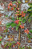 THE NEWT IN SOMERSET: RED FRUITS OF MALUS TRAINED IN THE WALLED GARDEN, MALUS X ROBUSTA RED SENTINEL, FRUIT, AUTUMN, OCTOBER, FALL, EDIBLES
