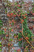 THE NEWT IN SOMERSET: RED FRUITS OF MALUS TRAINED IN THE WALLED GARDEN, MALUS X ROBUSTA RED SENTINEL, FRUIT, AUTUMN, OCTOBER, FALL, EDIBLES