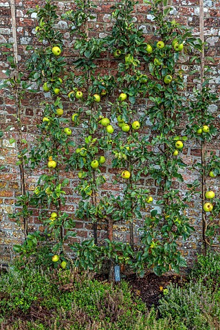 THE_NEWT_IN_SOMERSET_APPLES_TRAINED_IN_THE_WALLED_GARDEN_MALUS_DOMESTICA_REINETTE_CLOCHARD_FRUIT_AUT