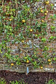 THE NEWT IN SOMERSET: APPLES TRAINED IN THE WALLED GARDEN, MALUS DOMESTICA REINETTE GRISE DE SANTONGE, FRUIT, AUTUMN, OCTOBER, FALL, EDIBLES