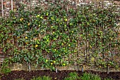 THE NEWT IN SOMERSET: APPLES TRAINED IN THE WALLED GARDEN, MALUS DOMESTICA REINETTE GRISE DU CANARD, REINETTE DU MANS, REINETTE COXS ORANGE PIPPIN, FRUIT, OCTOBER, FALL, EDIBLES