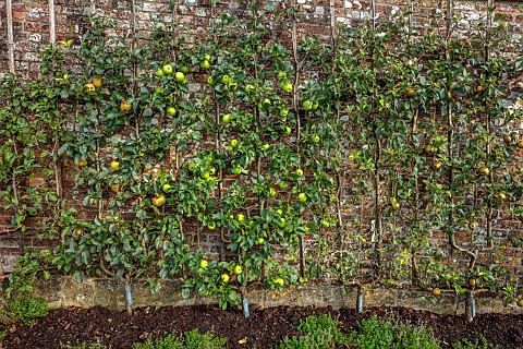 THE_NEWT_IN_SOMERSET_APPLES_TRAINED_IN_THE_WALLED_GARDEN_MALUS_DOMESTICA_REINETTE_GRISE_DU_CANARD_RE