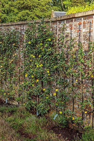 THE_NEWT_IN_SOMERSET_APPLES_TRAINED_IN_THE_WALLED_GARDEN_FRUIT_AUTUMN_OCTOBER_FALL_EDIBLES_WALLS