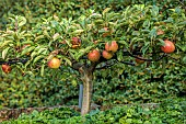 THE NEWT IN SOMERSET: APPLES TRAINED IN THE WALLED GARDEN, STEPOVER, STEP OVER, MALUS DOMESTICA REINETTE BRAINTREE SEEDLING, FRUIT, AUTUMN, OCTOBER, FALL, EDIBLES