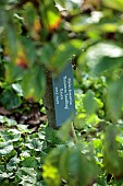 THE NEWT IN SOMERSET: LABEL OF APPLES TRAINED IN THE WALLED GARDEN, STEPOVER, STEP OVER, MALUS DOMESTICA REINETTE BRAINTREE SEEDLING, FRUIT, AUTUMN, OCTOBER, FALL, EDIBLES