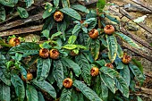 THE NEWT IN SOMERSET: MEDLAR, MESPILUS GERMANICA, TRAINED AGAINST THE OUTSIDE WALL OF THE WALLED GARDEN, AUTUMN, OCTOBER