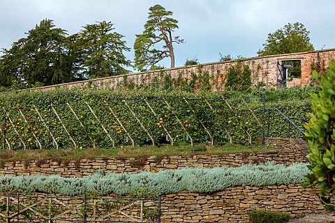 THE_NEWT_IN_SOMERSET_ESPALIERED_APPLES_IN_THE_WALLED_GARDEN_OCTOBER_APPLES_MALUS_FRUIT_EDIBLES_WALLS