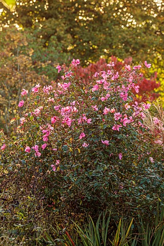 OLD_COURT_NURSERIES_AND_PICTON_GARDEN_WORCESTERSHIRE_PINK_FLOWERS_OF_ROSES_ROSA_CHINENSIS_MUTABILIS_