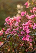 OLD COURT NURSERIES AND PICTON GARDEN, WORCESTERSHIRE: PINK FLOWERS OF ROSES, ROSA CHINENSIS MUTABILIS, ODORATA, AGM, SHRUBS