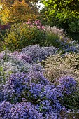 OLD COURT NURSERIES AND PICTON GARDEN, WORCESTERSHIRE: OCTOBER, MICHAELMAS DAISIES, ASTERS, SYMPHYOTRICHUM BLUE STAR, EVENING LIGHT