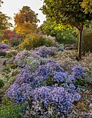 OLD COURT NURSERIES AND PICTON GARDEN, WORCESTERSHIRE: OCTOBER, MICHAELMAS DAISIES, ASTERS, SYMPHYOTRICHUM BLUE STAR, EVENING LIGHT
