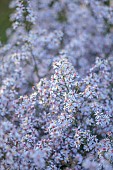 OLD COURT NURSERIES AND PICTON GARDEN, WORCESTERSHIRE: PALE BLUE FLOWERS OF MICHAELMAS DAISY, SYMPHYOTRICHUM CORDIFOLIUM SWEET LAVENDER, ASTERS