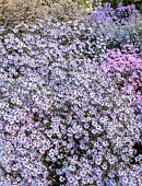 OLD COURT NURSERIES AND PICTON GARDEN, WORCESTERSHIRE: LAVENDER BLUE FLOWERS OF SYMPHYOTRICHUM FAITHS FANCY, ASTERS, MICHAELMAS DAISIES, BLOOMS, FALL, OCTOBER