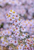 OLD COURT NURSERIES AND PICTON GARDEN, WORCESTERSHIRE: ASTERS, MICHAELMAS DAISIES, PINK FLOWERS OF SYMPHYOTRICHUM ERICOIDES PINK CLOUD