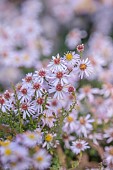 OLD COURT NURSERIES AND PICTON GARDEN, WORCESTERSHIRE: ASTERS, MICHAELMAS DAISIES, PINK FLOWERS OF SYMPHYOTRICHUM ERICOIDES PINK CLOUD