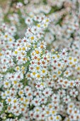 OLD COURT NURSERIES AND PICTON GARDEN, WORCESTERSHIRE: WHITE, YELLOW FLOWERS OF SYMPHYOTRICHUM ERICOIDES CINDERELLA, ASTERS, MICHAELMAS DAISIES, BLOOMS, FALL, OCTOBER