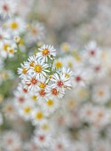 OLD COURT NURSERIES AND PICTON GARDEN, WORCESTERSHIRE: WHITE, YELLOW FLOWERS OF SYMPHYOTRICHUM ERICOIDES CINDERELLA, ASTERS, MICHAELMAS DAISIES, BLOOMS, FALL, OCTOBER