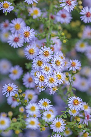 OLD_COURT_NURSERIES_AND_PICTON_GARDEN_WORCESTERSHIRE_LAVENDER_BLUE_FLOWERS_BLOOMS_OF_ASTER_SYMPHYOTR