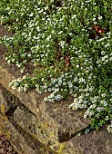 OLD COURT NURSERIES AND PICTON GARDEN, WORCESTERSHIRE: WHITE FLOWERS OF SYMPHYOTRICHUM ERICOIDES VAR PROSTRATUM SNOW FLURRY, ASTERS, MICHAELMAS DAISIES, BLOOMS, FALL, OCTOBER, WALL