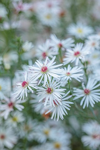 OLD_COURT_NURSERIES_AND_PICTON_GARDEN_WORCESTERSHIRE_WHITE_CREAM_FLOWERS_BLOOMS_OF_ASTER_SYMPHYOTRIC