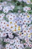 OLD COURT NURSERIES AND PICTON GARDEN, WORCESTERSHIRE: PALE PINK FLOWERS, BLOOMS OF ASTER, SYMPHYOTRICHUM ERICOIDES ROSY VEIL, PERENNIALS