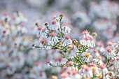 OLD COURT NURSERIES AND PICTON GARDEN, WORCESTERSHIRE: PALE PINK, CREAM, WHITE FLOWERS, BLOOMS OF ASTER, SYMPHYOTRICHUM LATERIFLORUM CHLOE, PERENNIALS