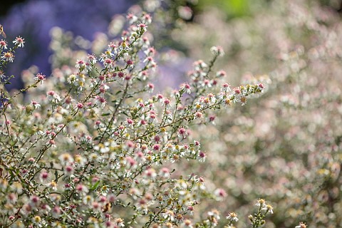 OLD_COURT_NURSERIES_AND_PICTON_GARDEN_WORCESTERSHIRE_PALE_PINK_CREAM_WHITE_FLOWERS_BLOOMS_OF_ASTER_S
