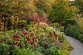 OLD COURT NURSERIES AND PICTON GARDEN, WORCESTERSHIRE: BORDER, PATH, OCTOBER, SALVIA PHYLLIS FANCY, AMARANTHUS, COSMOS PURITY, COTINUS