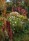 OLD COURT NURSERIES AND PICTON GARDEN, WORCESTERSHIRE: BORDER, OCTOBER, SALVIA PHYLLIS FANCY, AMARANTHUS, COSMOS PURITY, COTINUS
