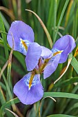 OLD COURT NURSERIES AND PICTON GARDEN, WORCESTERSHIRE: BLUE AND YELLOW FLOWERS OF IRIS UNGUICULARIS MARONDERA, BULBS, OCTOBER