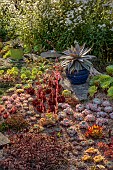 OLD COURT NURSERIES AND PICTON GARDEN, WORCESTERSHIRE: WALL, RAISED BED, GRAVEL, DRY GARDEN, SUCCULENTS, CARNIVEROUS PLANTS