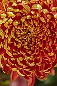 GREEN AND GORGEOUS FLOWERS, OXFORDSHIRE: DUTCH MASTER FLOWER ARRANGEMENT BY RACHEL SIEGFRIED, RED AND RUSTY ORANGE FLOWERS OF CHRYSANTHEMUM HANENBURG